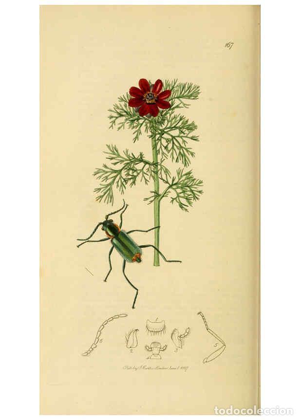 Collection Magazines and Newspapers: Reproducci&oacute;n/Reproduction 6021886867: British entomology. v.2 London,Printed for the author,1823-40