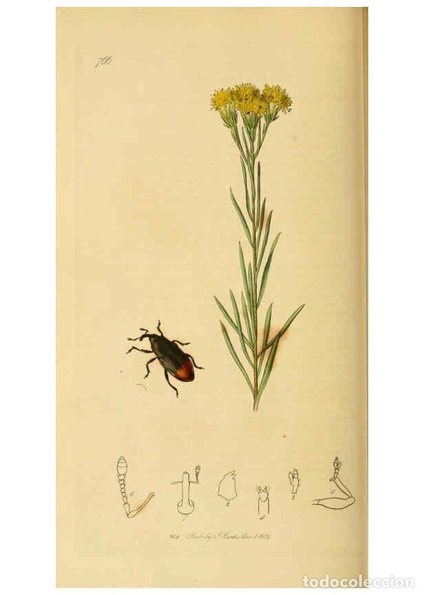 Collection Magazines and Newspapers: Reproducci&oacute;n/Reproduction 6022449012: British entomology. v.2 London,Printed for the author,1823-40