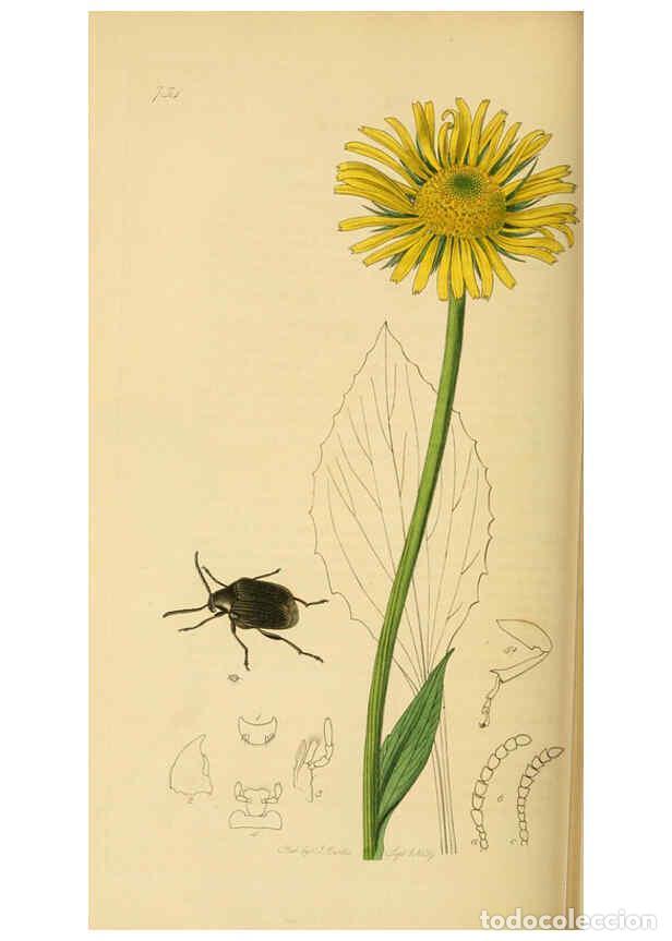 Collection Magazines and Newspapers: Reproducci&oacute;n/Reproduction 6022456612: British entomology. v.2 London,Printed for the author,1823-40