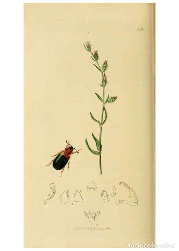 Collection Magazines and Newspapers: Reproducci&oacute;n/Reproduction 6022445266: British entomology. v.2 London,Printed for the author,1823-40