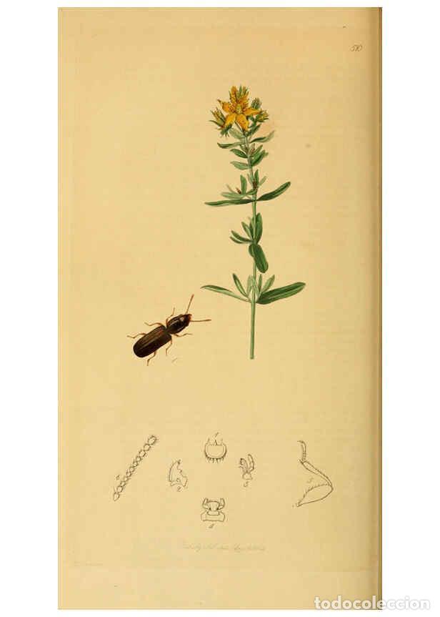 Collection Magazines and Newspapers: Reproducci&oacute;n/Reproduction 6021901649: British entomology. v.2 London,Printed for the author,1823-40