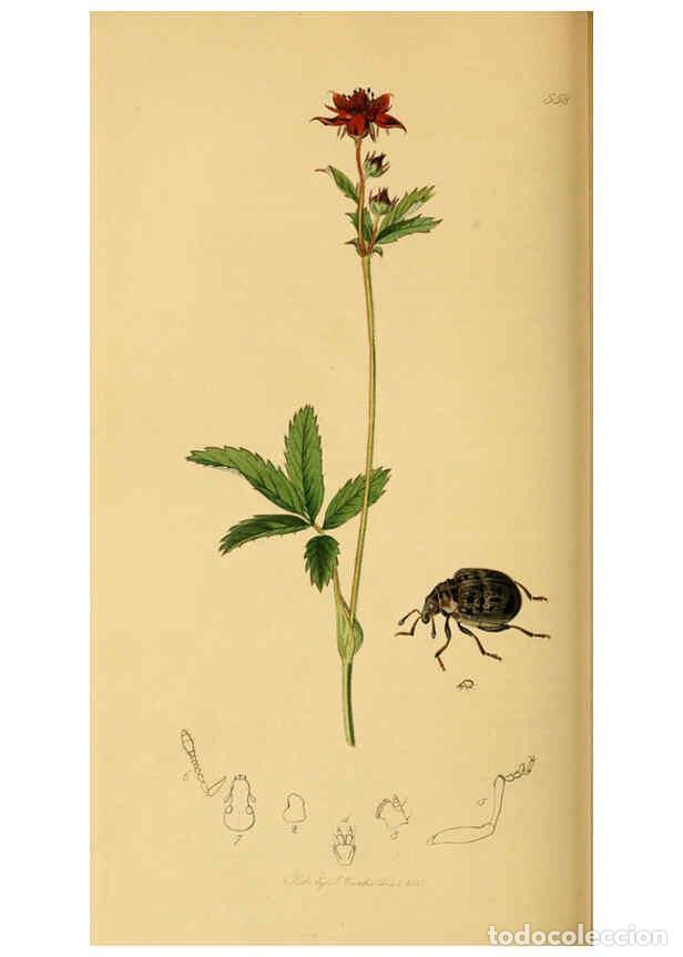 Collection Magazines and Newspapers: Reproducci&oacute;n/Reproduction 6022451134: British entomology. v.2 London,Printed for the author,1823-40