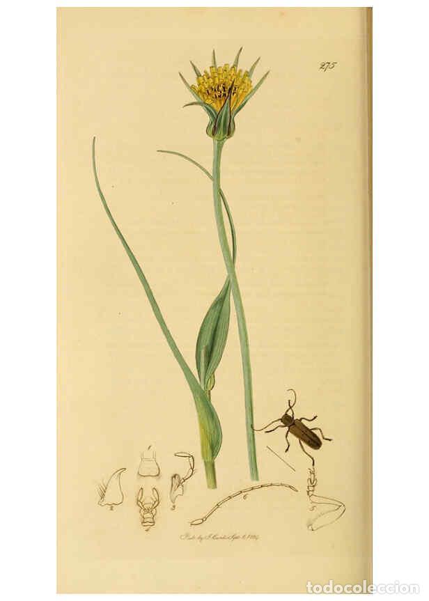 Collection Magazines and Newspapers: Reproducci&oacute;n/Reproduction 6021903859: British entomology. v.2 London,Printed for the author,1823-40