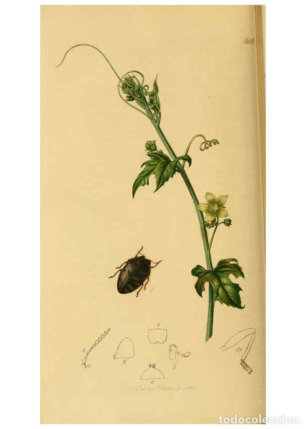 Collection Magazines and Newspapers: Reproducci&oacute;n/Reproduction 6021882301: British entomology. v.2 London,Printed for the author,1823-40