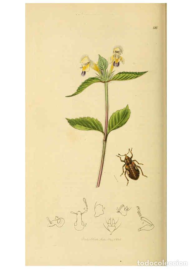 Collection Magazines and Newspapers: Reproducci&oacute;n/Reproduction 6022453182: British entomology. v.2 London,Printed for the author,1823-40