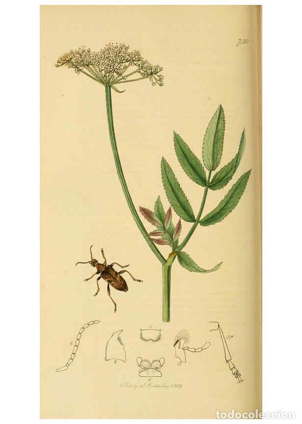 Collection Magazines and Newspapers: Reproducci&oacute;n/Reproduction 6022463014: British entomology. v.2 London,Printed for the author,1823-40