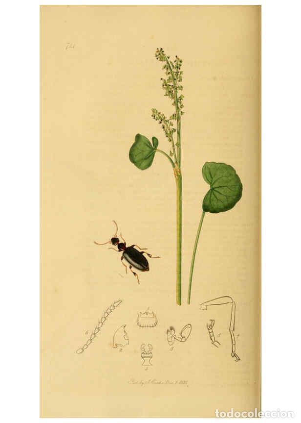 Collection Magazines and Newspapers: Reproducci&oacute;n/Reproduction 6021876087: British entomology. v.2 London,Printed for the author,1823-40