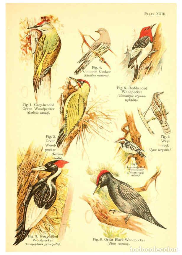 Collection Magazines and Newspapers: Reproducci&oacute;n/Reproduction 6022268598: A book of birds London,Sidney Appleton,1908 - William Playne P