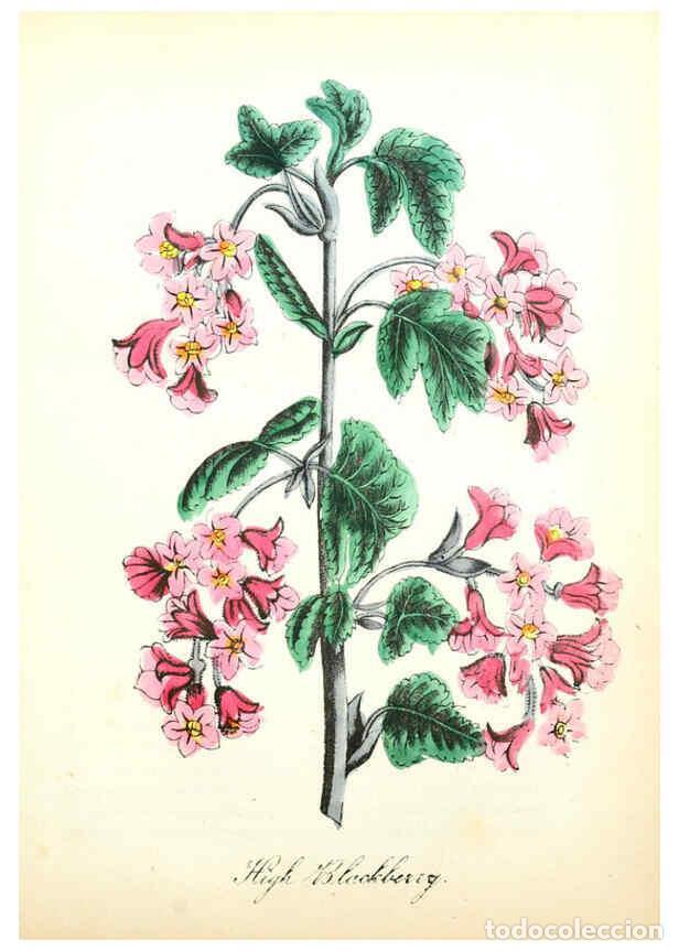 Collection Magazines and Newspapers: Reproducci&oacute;n/Reproduction 6022329544: The American flora. v.1 New York :Hull & Spencer,1855 - Asa B.