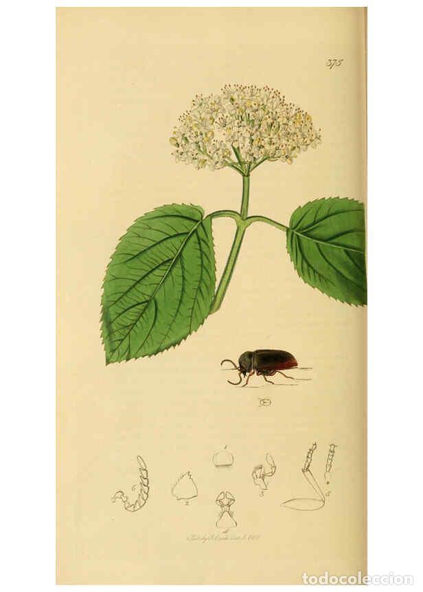 Collection Magazines and Newspapers: Reproducci&oacute;n/Reproduction 6021877793: British entomology. v.2 London,Printed for the author,1823-40