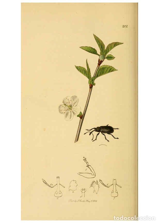 Collection Magazines and Newspapers: Reproducci&oacute;n/Reproduction 6022454724: British entomology. v.2 London,Printed for the author,1823-40