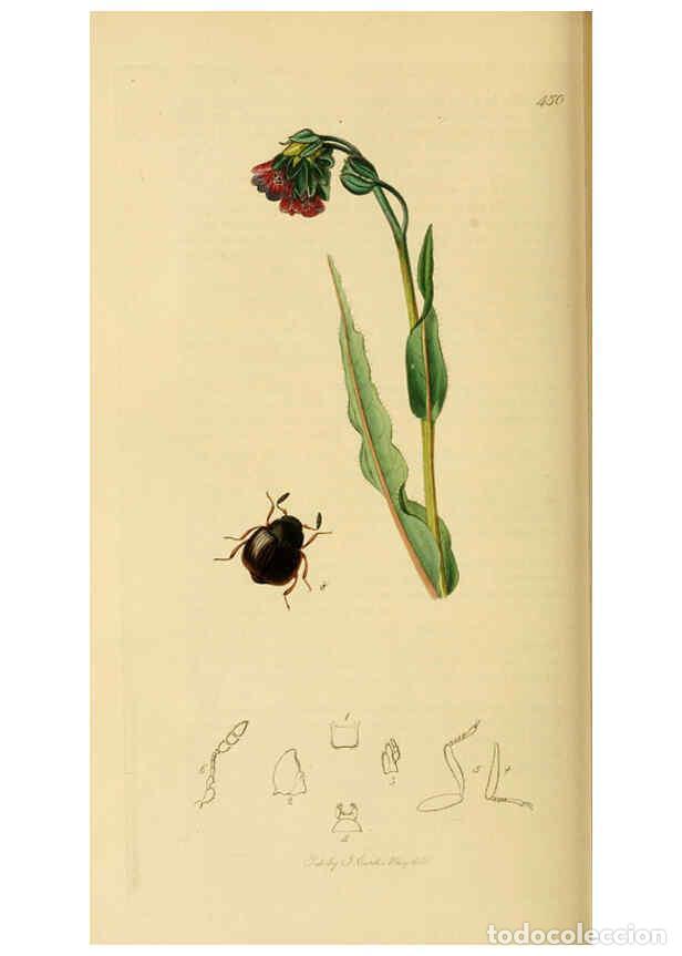 Collection Magazines and Newspapers: Reproducci&oacute;n/Reproduction 6021879959: British entomology. v.2 London,Printed for the author,1823-40