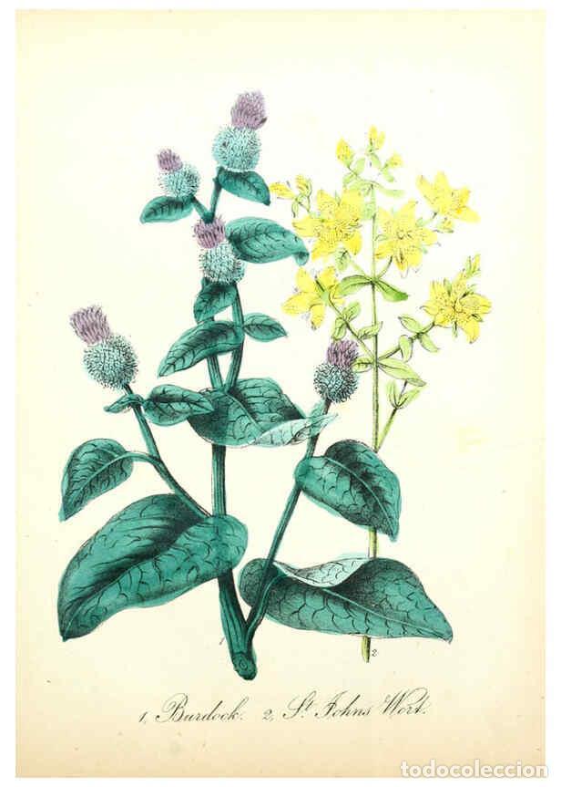 Collection Magazines and Newspapers: Reproducci&oacute;n/Reproduction 6021776021: The American flora. v.1 New York :Hull & Spencer,1855 - Asa B.