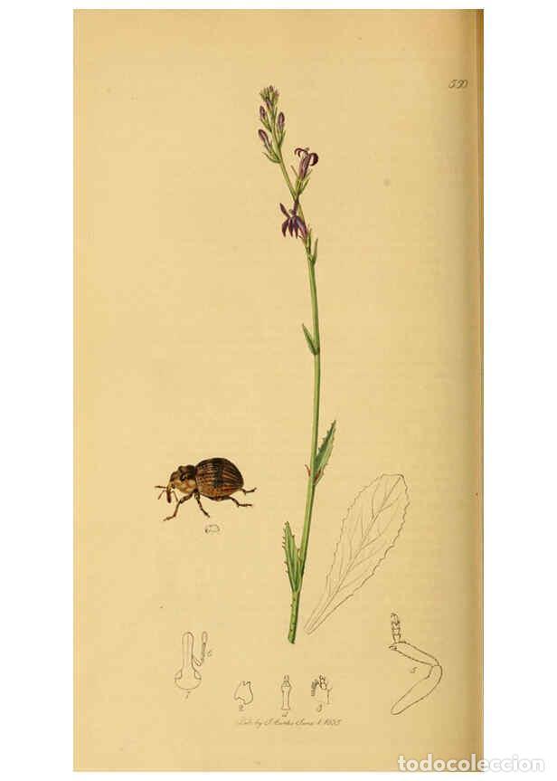 Collection Magazines and Newspapers: Reproducci&oacute;n/Reproduction 6021895075: British entomology. v.2 London,Printed for the author,1823-40