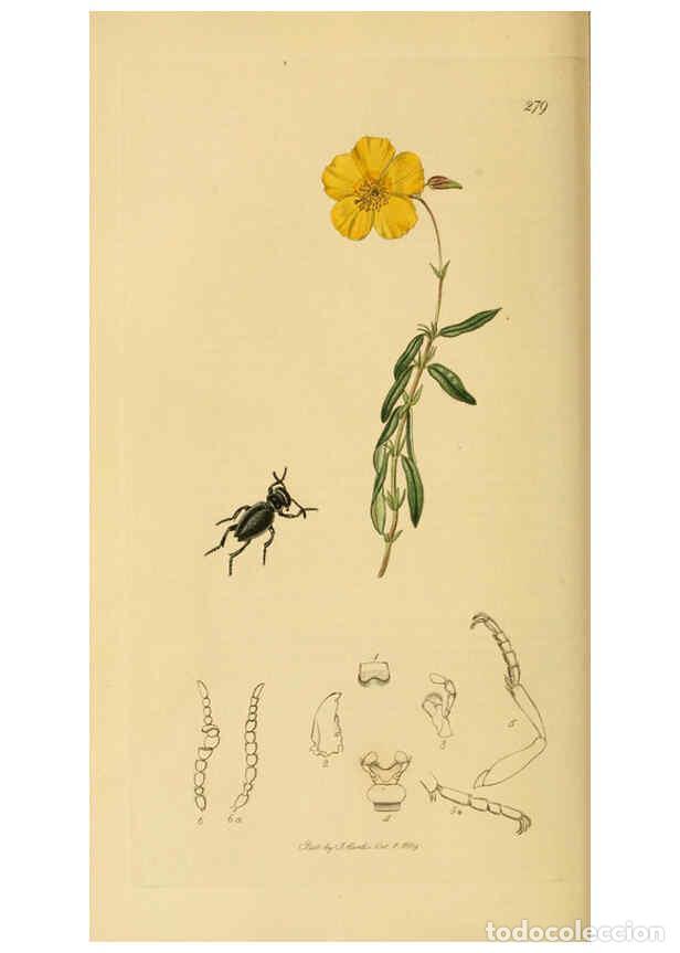 Collection Magazines and Newspapers: Reproducci&oacute;n/Reproduction 6022430828: British entomology. v.2 London,Printed for the author,1823-40