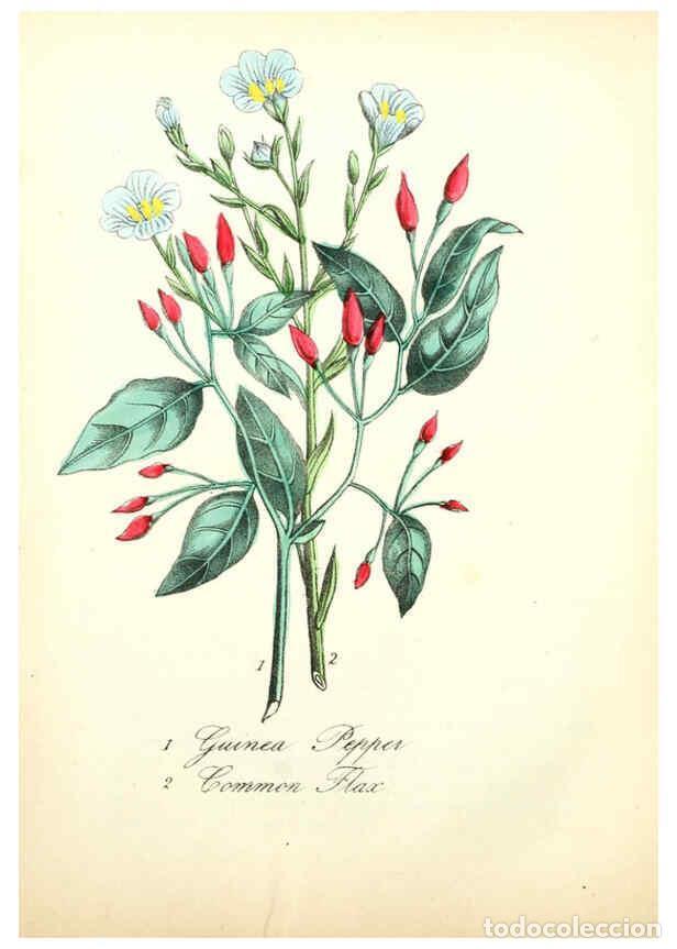 Collection Magazines and Newspapers: Reproducci&oacute;n/Reproduction 6021778465: The American flora. v.1 New York :Hull & Spencer,1855 - Asa B.