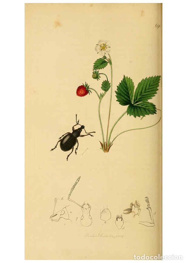 Collection Magazines and Newspapers: Reproducci&oacute;n/Reproduction 6022453658: British entomology. v.2 London,Printed for the author,1823-40