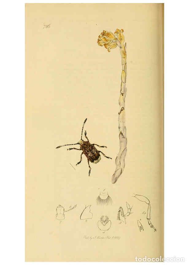 Collection Magazines and Newspapers: Reproducci&oacute;n/Reproduction 6022457260: British entomology. v.2 London,Printed for the author,1823-40