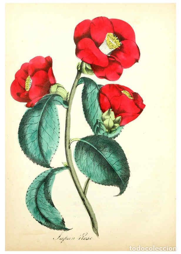 Collection Magazines and Newspapers: Reproducci&oacute;n/Reproduction 6021772629: The American flora. v.1 New York :Hull & Spencer,1855 - Asa B.