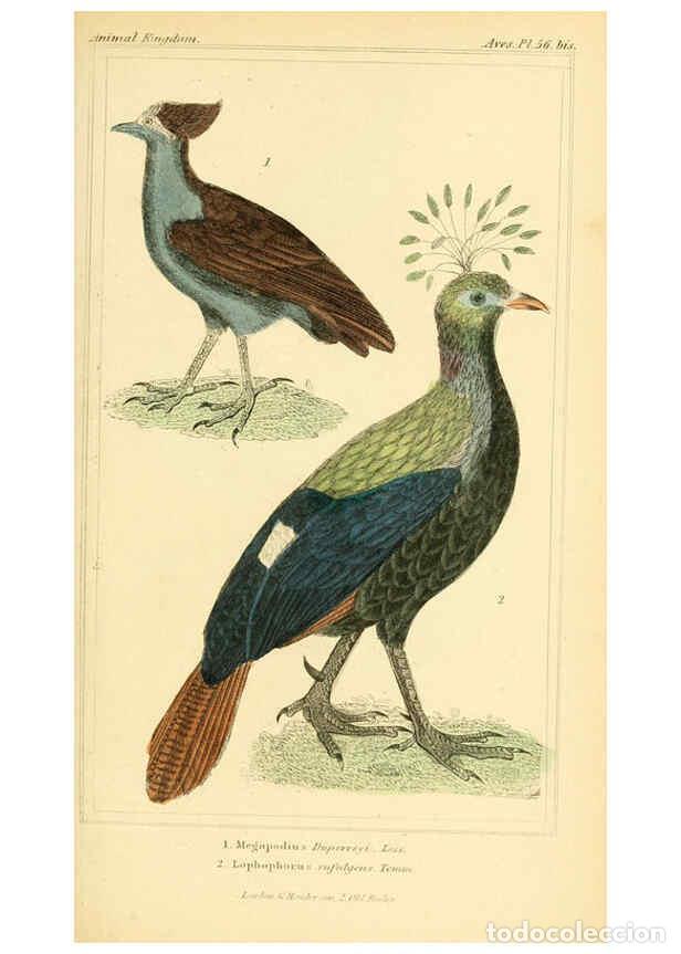 Collection Magazines and Newspapers: Reproducci&oacute;n/Reproduction 6026189792: The animal kingdom, arranged according to its organization, se