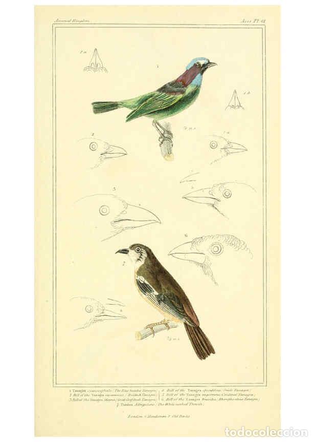 Collection Magazines and Newspapers: Reproducci&oacute;n/Reproduction 6025635333: The animal kingdom, arranged according to its organization, se