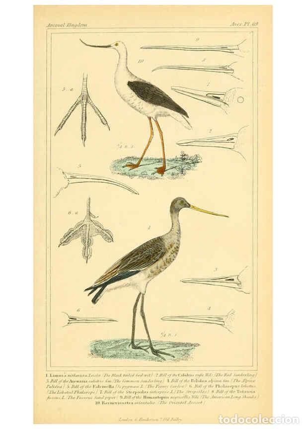 Collection Magazines and Newspapers: Reproducci&oacute;n/Reproduction 6026194732: The animal kingdom, arranged according to its organization, se