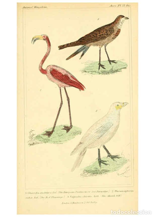 Collection Magazines and Newspapers: Reproducci&oacute;n/Reproduction 6026197146: The animal kingdom, arranged according to its organization, se