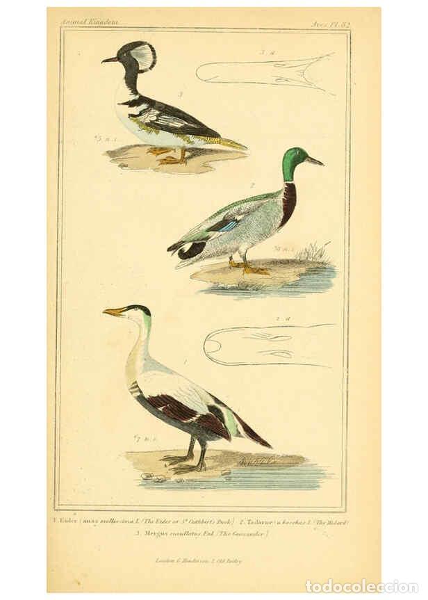 Collection Magazines and Newspapers: Reproducci&oacute;n/Reproduction 6026200710: The animal kingdom, arranged according to its organization, se