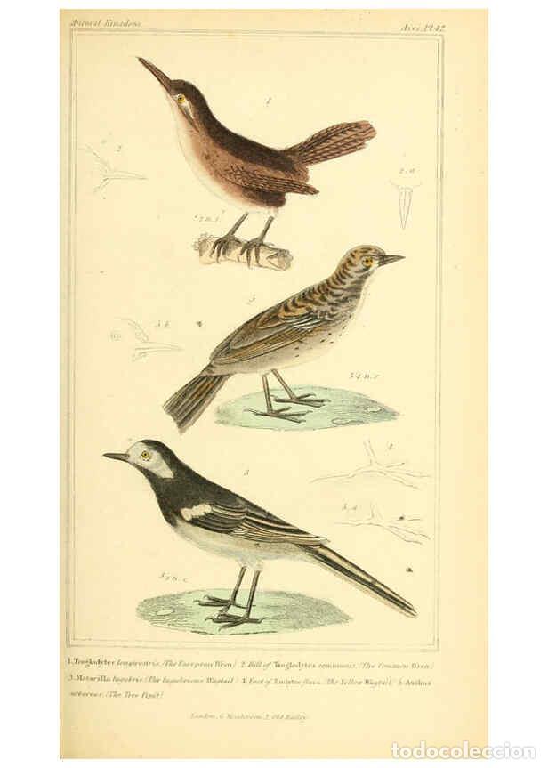 Collection Magazines and Newspapers: Reproducci&oacute;n/Reproduction 6025626501: The animal kingdom, arranged according to its organization, se