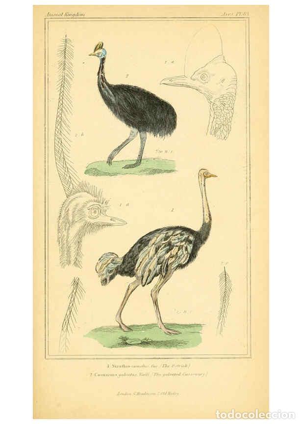 Collection Magazines and Newspapers: Reproducci&oacute;n/Reproduction 6025645027: The animal kingdom, arranged according to its organization, se