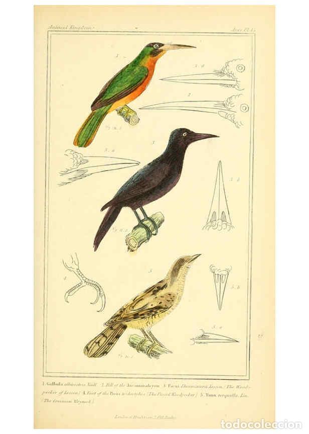 Collection Magazines and Newspapers: Reproducci&oacute;n/Reproduction 6026183790: The animal kingdom, arranged according to its organization, se