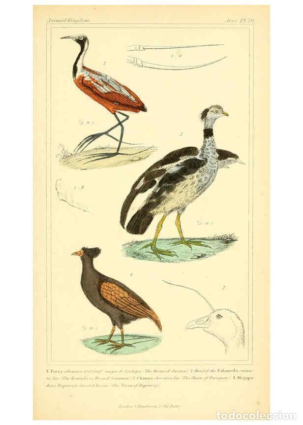 Collection Magazines and Newspapers: Reproducci&oacute;n/Reproduction 6025639949: The animal kingdom, arranged according to its organization, se