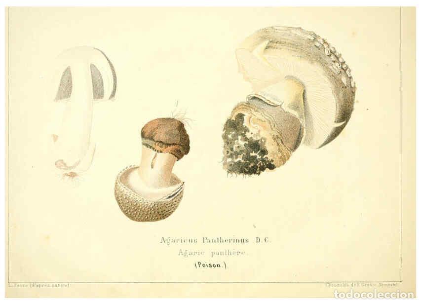 Collection Magazines and Newspapers: Reproducci&oacute;n/Reproduction 6028504745: Les champignons comestibles du Canton de Neuch&acirc;tel Neuch&acirc;tel :