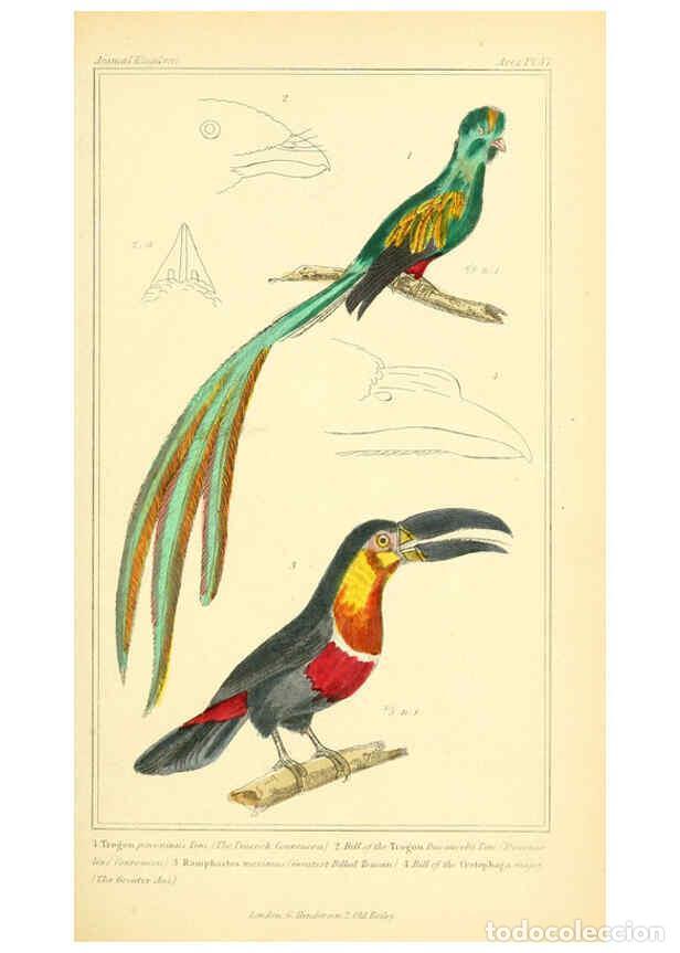 Collection Magazines and Newspapers: Reproducci&oacute;n/Reproduction 6026185462: The animal kingdom, arranged according to its organization, se