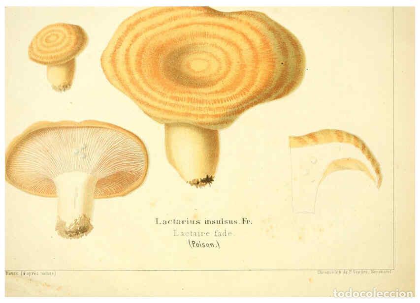 Collection Magazines and Newspapers: Reproducci&oacute;n/Reproduction 6029058434: Les champignons comestibles du Canton de Neuch&acirc;tel Neuch&acirc;tel :