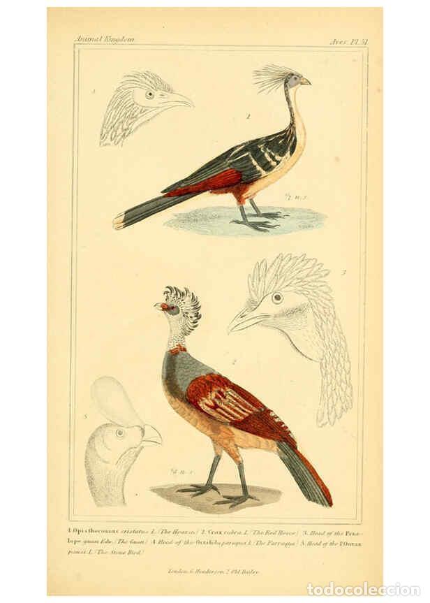 Collection Magazines and Newspapers: Reproducci&oacute;n/Reproduction 6026187374: The animal kingdom, arranged according to its organization, se