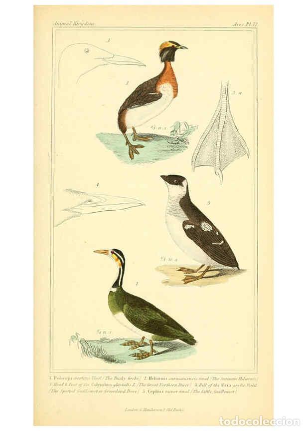 Collection Magazines and Newspapers: Reproducci&oacute;n/Reproduction 6025641293: The animal kingdom, arranged according to its organization, se