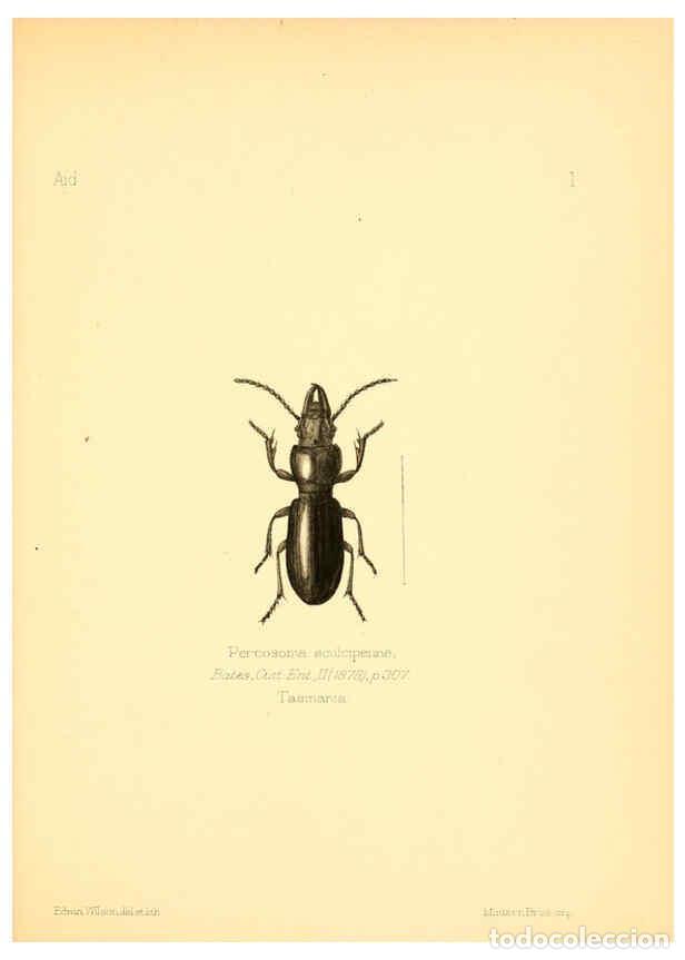 Collection Magazines and Newspapers: Reproducci&oacute;n/Reproduction 6026366568: Aid to the identification of insects. v.1. London :E.W. Janson
