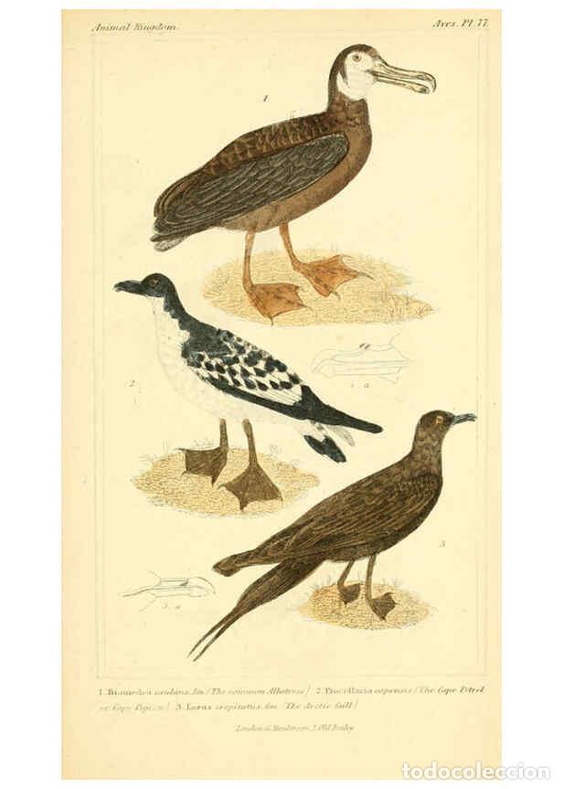 Collection Magazines and Newspapers: Reproducci&oacute;n/Reproduction 6026198916: The animal kingdom, arranged according to its organization, se