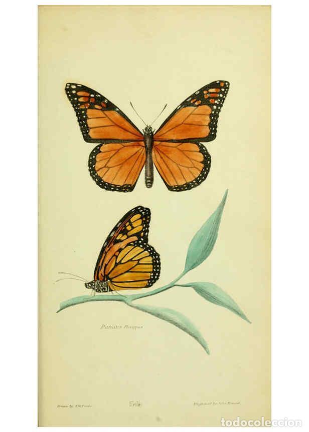 Collection Magazines and Newspapers: Reproducci&oacute;n/Reproduction 6026036855: American entomology. v.1. Boston :Estes & Lauriat,[1859?] - Th