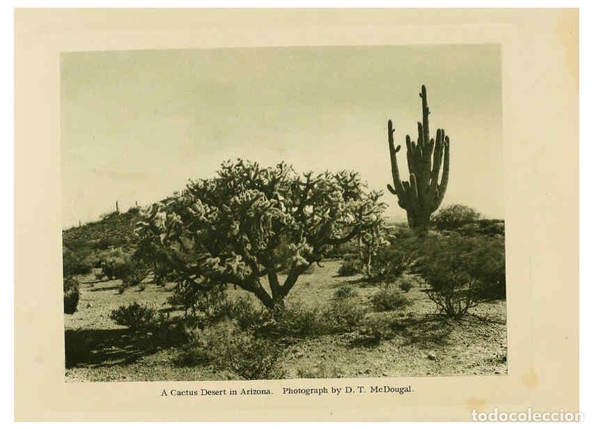 Collection Magazines and Newspapers: Reproducci&oacute;n/Reproduction 6026500760: The Cactaceae. v.1. Washington :Carnegie Institution of Washin