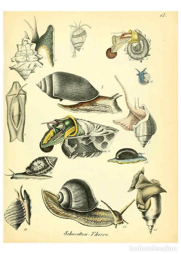 Collection Magazines and Newspapers: Reproducci&oacute;n/Reproduction 6028532795: Conchylienbuch, oder, Allgemeine und besondere Naturgeschichte