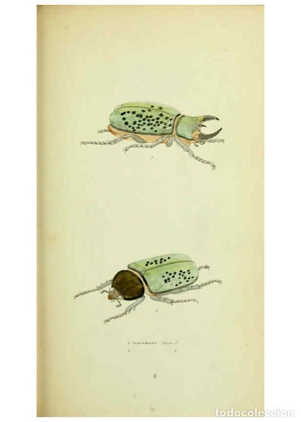 Collection Magazines and Newspapers: Reproducci&oacute;n/Reproduction 6026577048: American entomology. v.1. Boston :Estes & Lauriat,[1859?] - Th