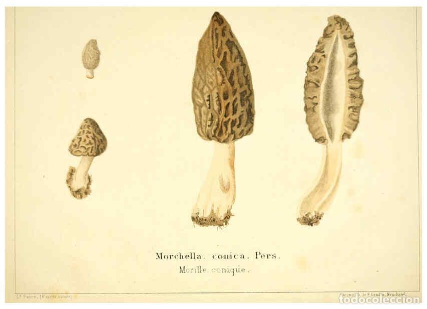 Collection Magazines and Newspapers: Reproducci&oacute;n/Reproduction 6029060346: Les champignons comestibles du Canton de Neuch&acirc;tel Neuch&acirc;tel :