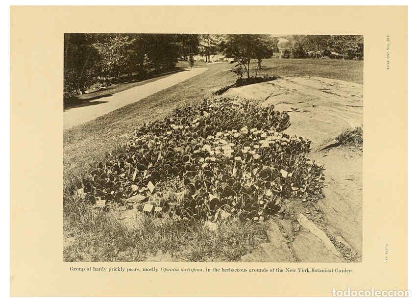 Collection Magazines and Newspapers: Reproducci&oacute;n/Reproduction 6025952385: The Cactaceae. v.1. Washington :Carnegie Institution of Washin