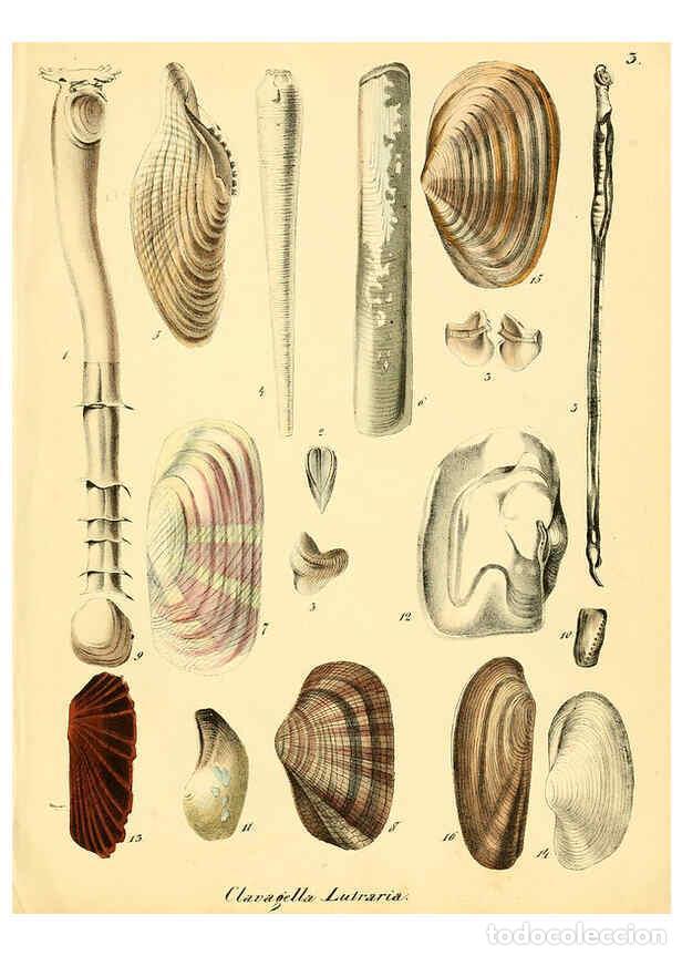Collection Magazines and Newspapers: Reproducci&oacute;n/Reproduction 6029082292: Conchylienbuch, oder, Allgemeine und besondere Naturgeschichte