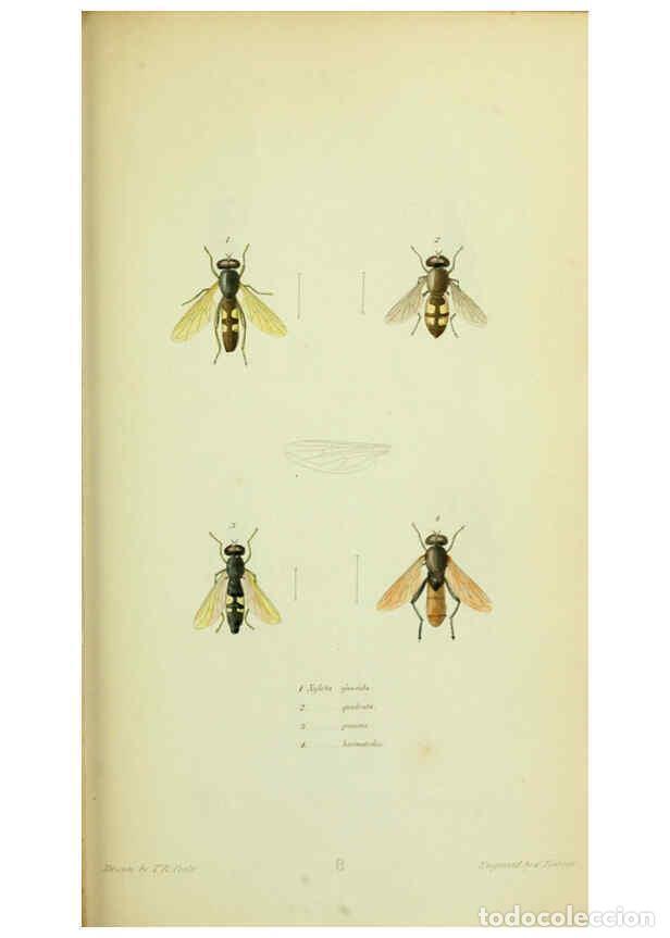 Collection Magazines and Newspapers: Reproducci&oacute;n/Reproduction 6026022969: American entomology. v.1. Boston :Estes & Lauriat,[1859?] - Th