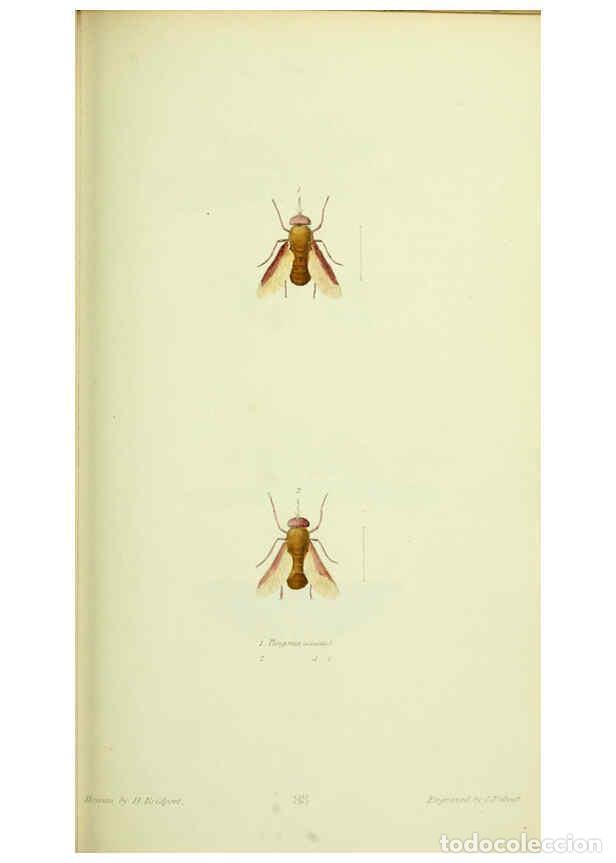 Collection Magazines and Newspapers: Reproducci&oacute;n/Reproduction 6026585856: American entomology. v.1. Boston :Estes & Lauriat,[1859?] - Th