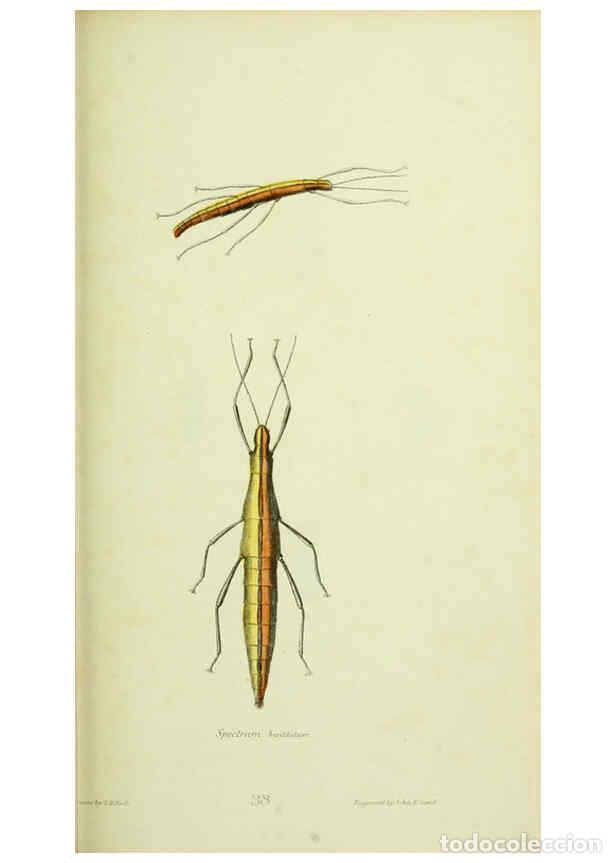 Collection Magazines and Newspapers: Reproducci&oacute;n/Reproduction 6026032221: American entomology. v.1. Boston :Estes & Lauriat,[1859?] - Th