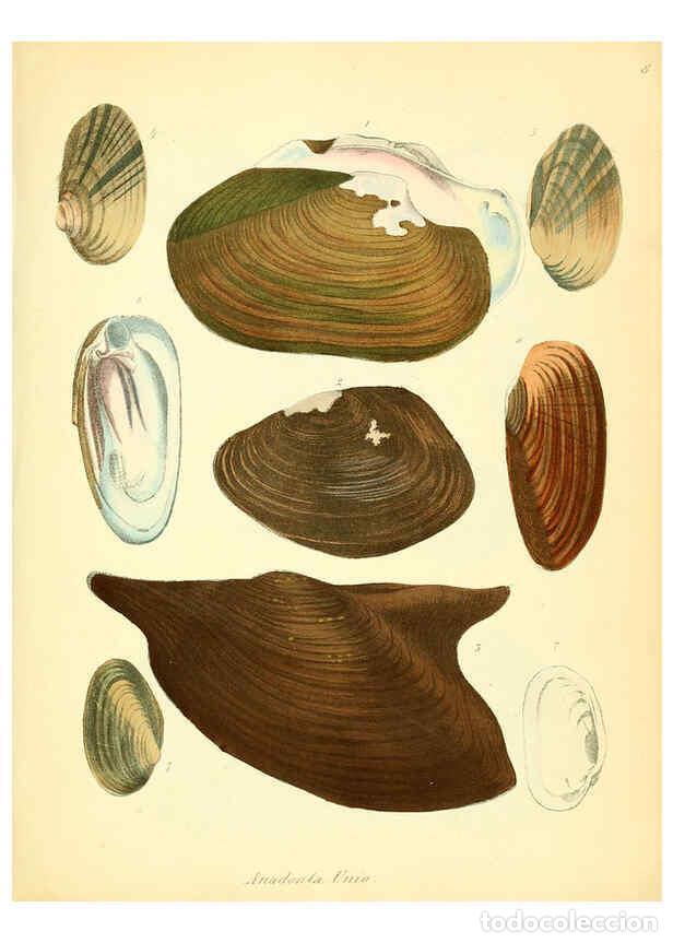 Collection Magazines and Newspapers: Reproducci&oacute;n/Reproduction 6028530841: Conchylienbuch, oder, Allgemeine und besondere Naturgeschichte